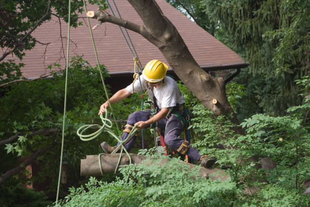 How Our Tree Care Process Works  in  Dexter, MO