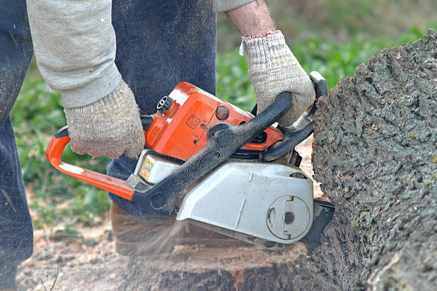Trusted Dexter, MO Tree Care Experts
